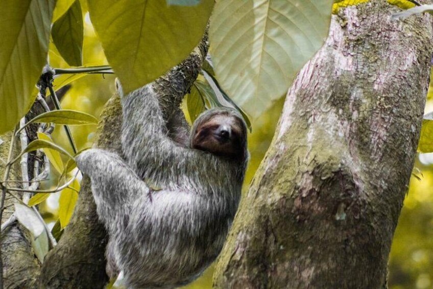 Sloth Watching Tour in La Fortuna - Wildlife Experience 2