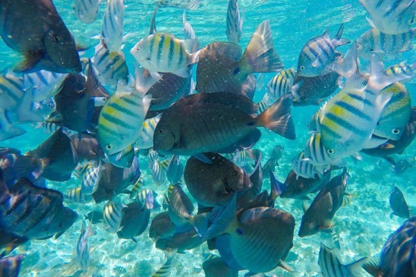 Colorful Fish 2