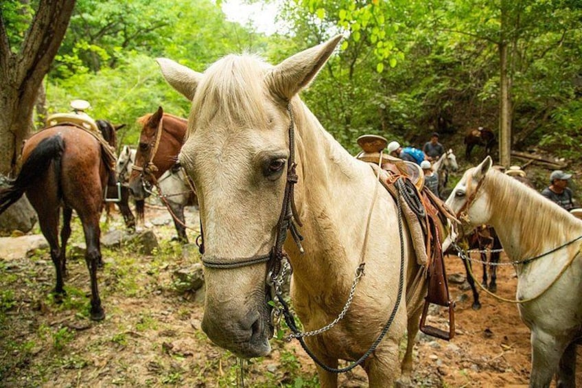 Horseback Riding 3