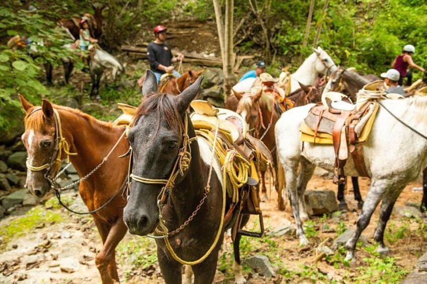 Horses 2