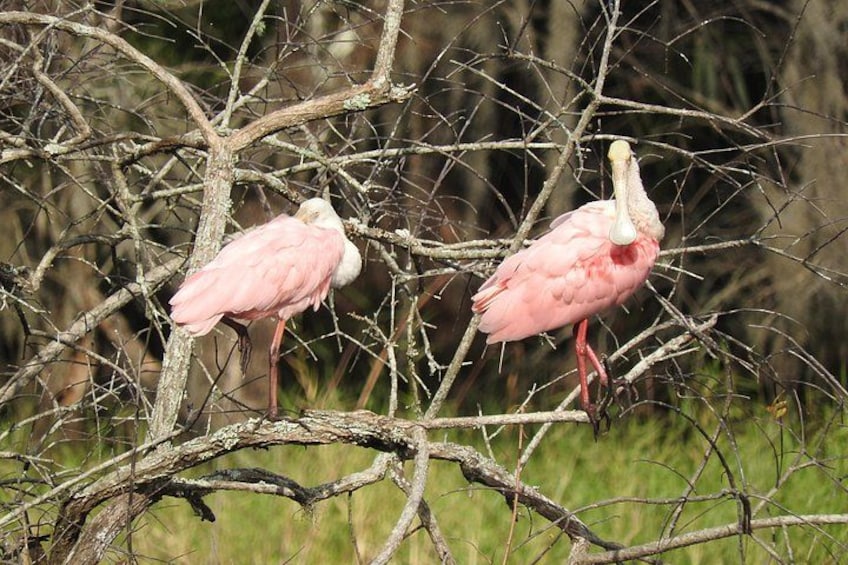 Roseate Spoonbills 3