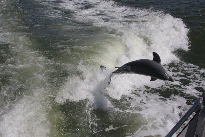 Fun with a Bottlenose Dolphin 1