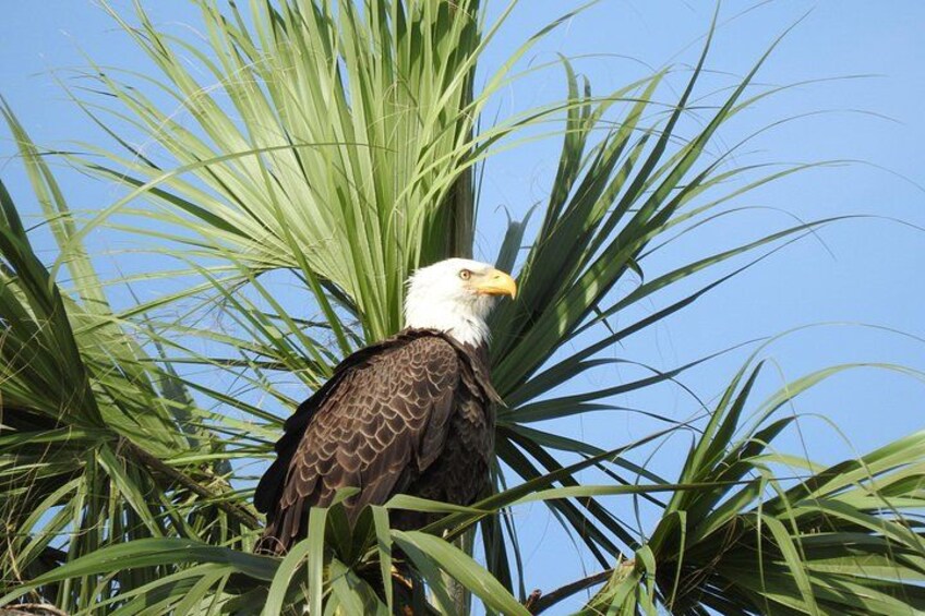 A Palm Warbler aka Bald Eagle 2