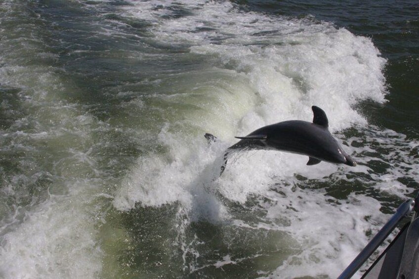 Fun with a Bottlenose Dolphin 1