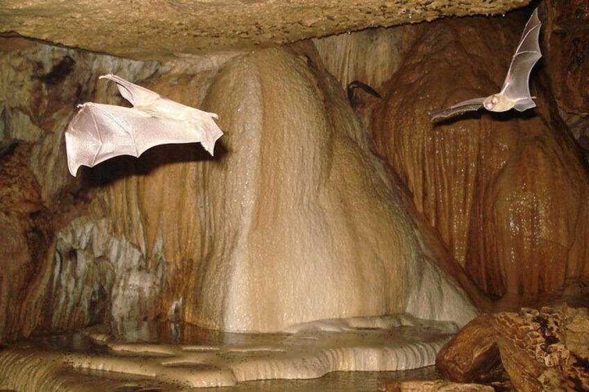 A bat hanging upside down in a cave. 2