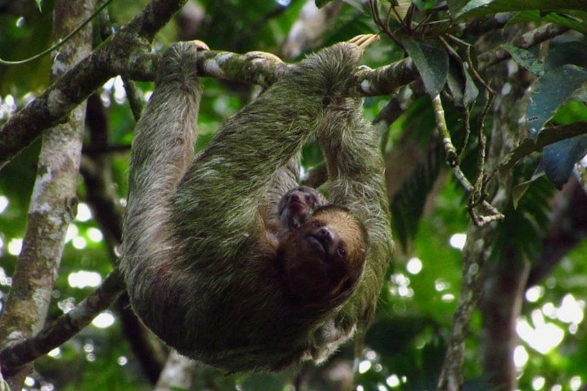 Sloths Watching Tour through Sloth's Territory 4