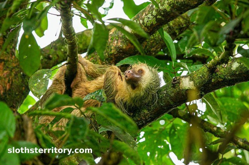 Sloths Watching Tour through Sloth's Territory 3