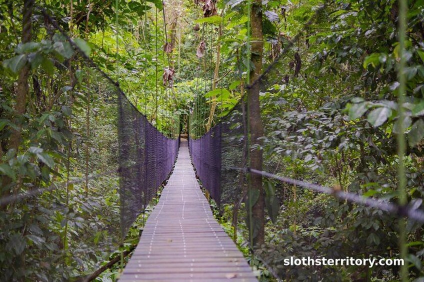 Sloths Watching Tour through Sloth's Territory 4