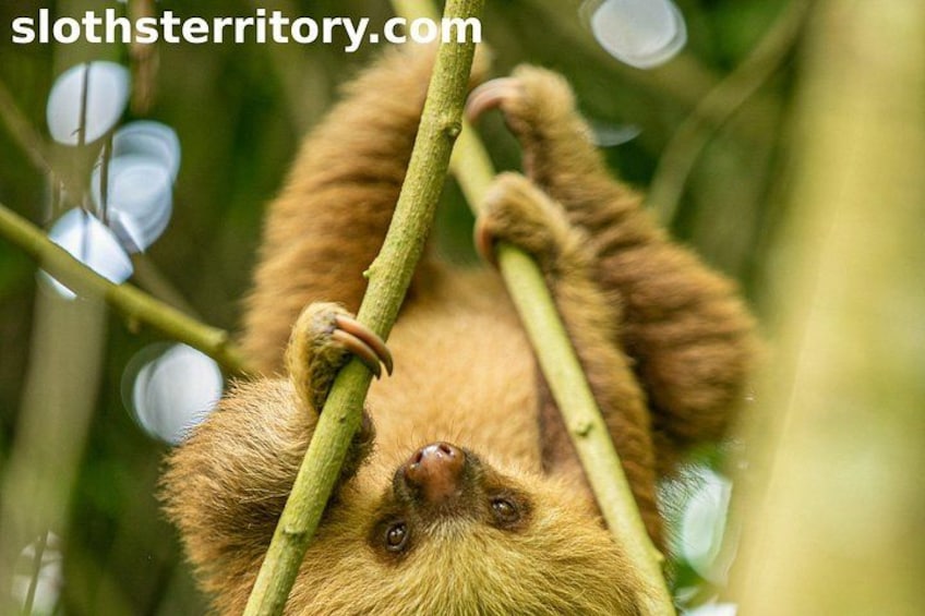 Sloths Watching Tour through Sloth's Territory 1