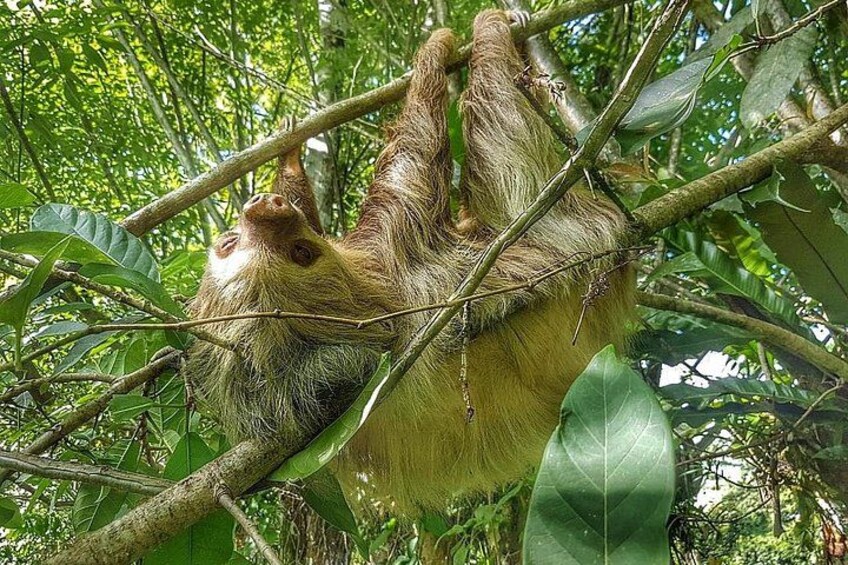 Sloths Watching Tour through Sloth's Territory 4