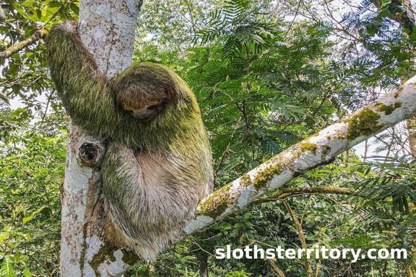 Sloths Watching Tour through Sloth's Territory 3