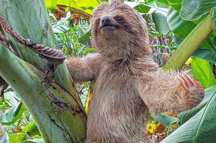 Sloths in the Rain Forest and Safari by the River (private tour) 1