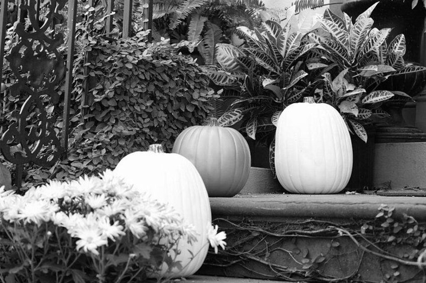 Large white pumpkins, a metal fence, and various plants. 3
