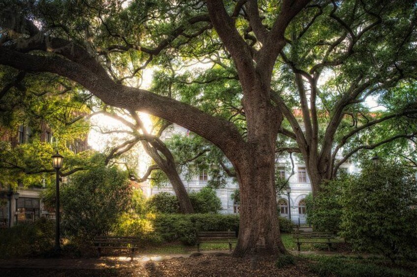 Savannah Beyond Good & Evil Tour 5