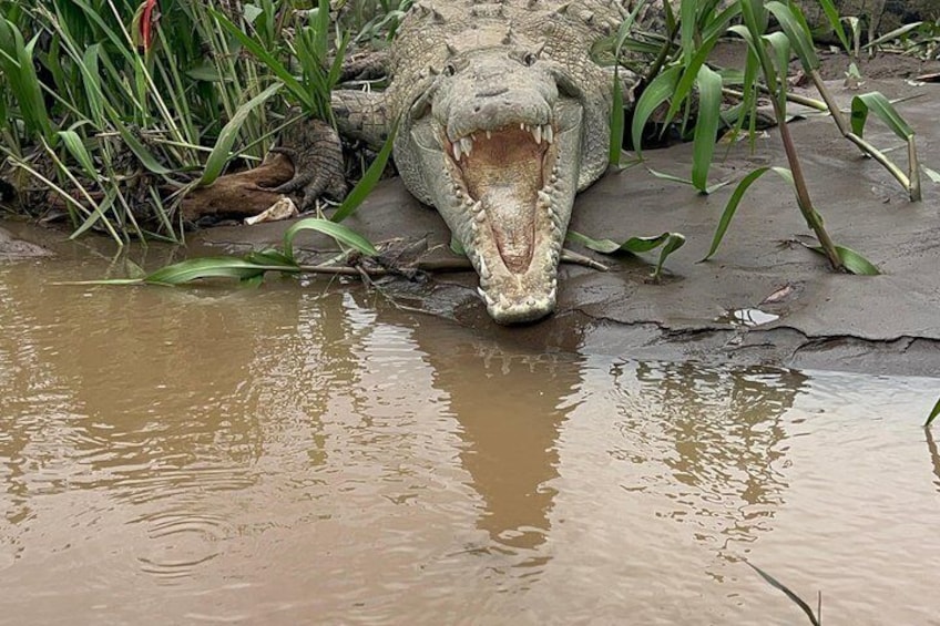 Jungle Crocodile Safari: Tarcoles River Crocodile Tour 3