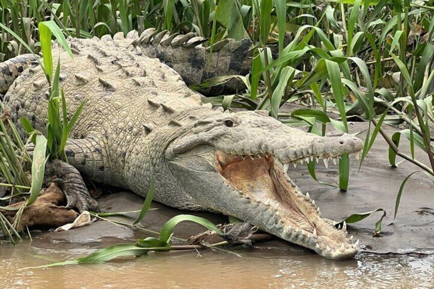 Jungle Crocodile Safari: Tarcoles River Crocodile Tour 2