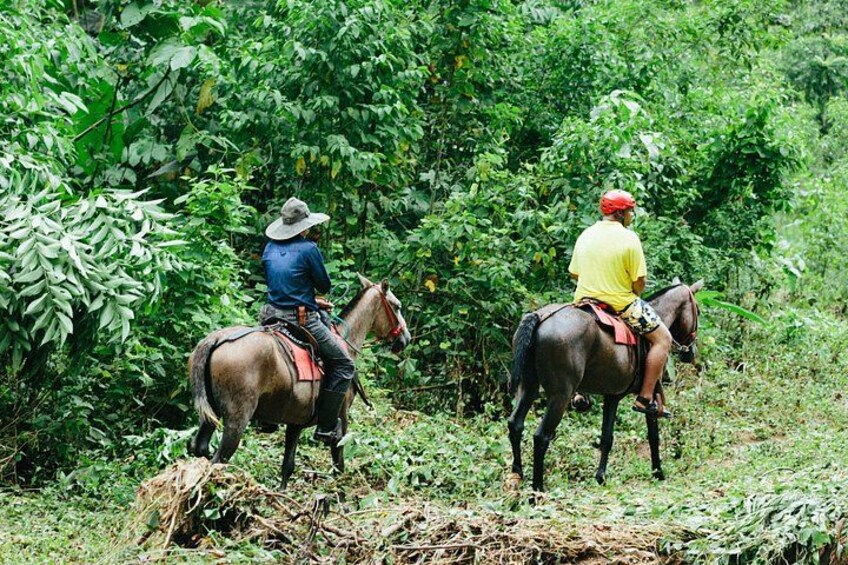 Horseback Riding and Waterfalls from Manuel Antonio 2