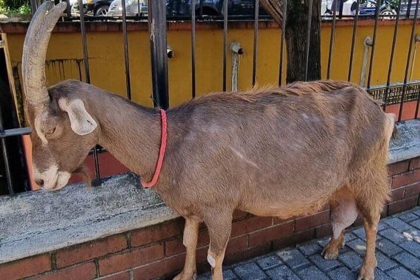 Une chèvre brune avec un collier rouge, debout à côté d’un mur de briques. 1