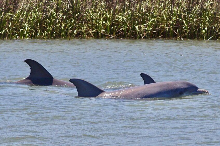 Charleston Eco Boat Cruise with stop at Morris Island Lighthouse 2