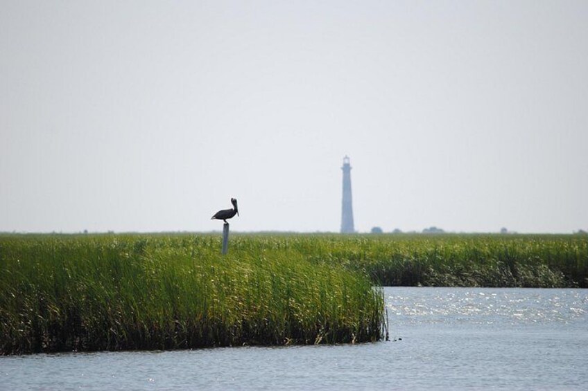 Charleston Eco Boat Cruise with stop at Morris Island Lighthouse 2