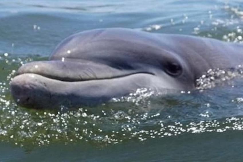 Ein Delfin schwimmt in klarem Wasser. 2