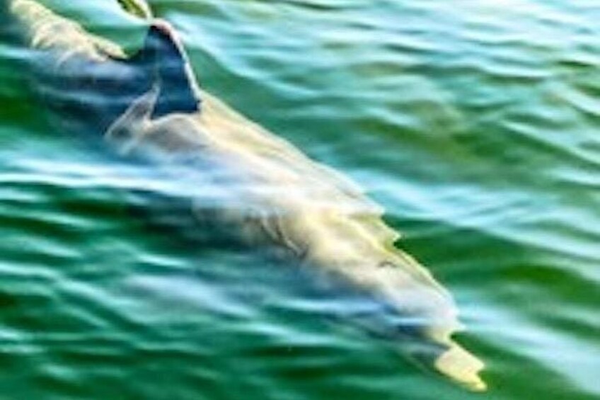 Hilton Head Island Dolphin Boat Cruise 3