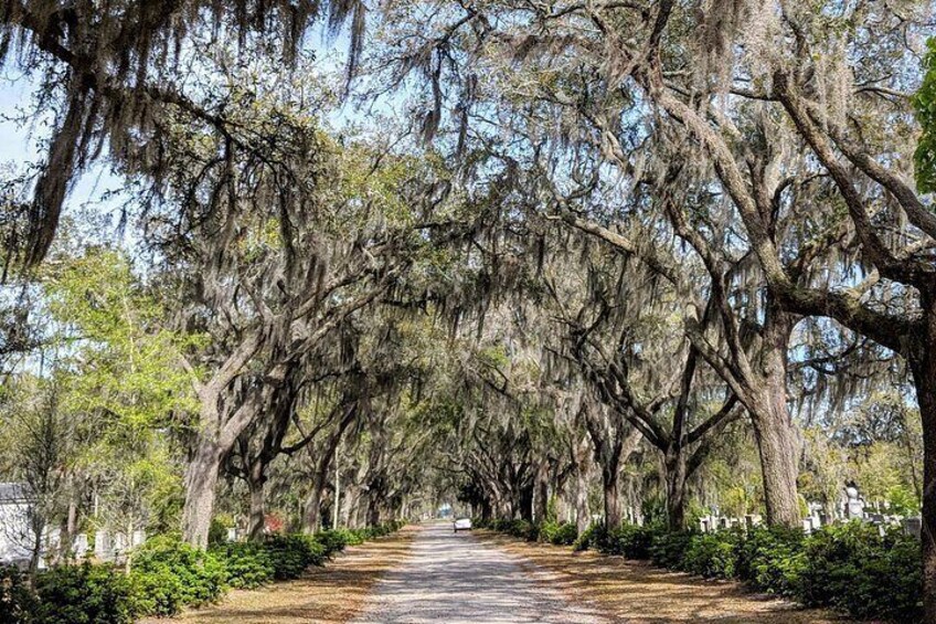 Custom Savannah Private Tour 3