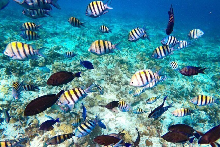 Nassau: Pearl Island Reef Snorkeling + Beach Day & Bahamian Lunch 2