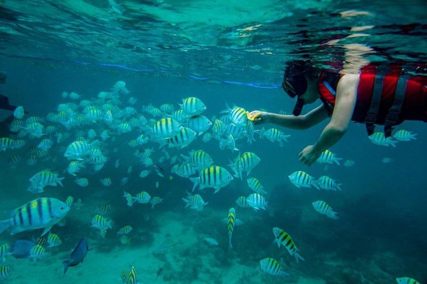 Snorkeling at the Rum Point reef 3
