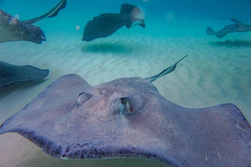 The world famous Stingrays of Stingray City - our professional athletes 4
