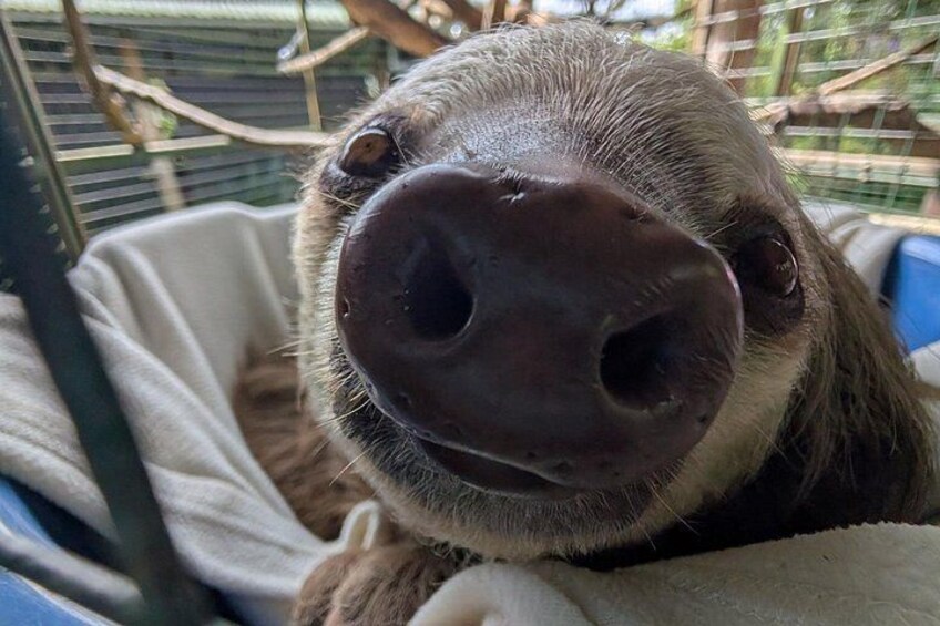 Day Trip from San Jose to Sloths & other wildlife Rescue Center 4