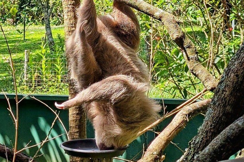 Day Trip from San Jose to Sloths & other wildlife Rescue Center 5
