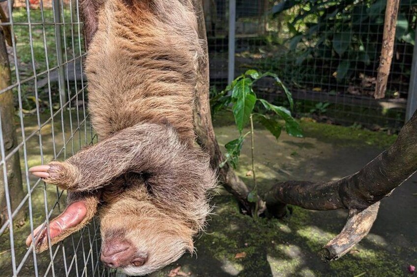 Day Trip from San Jose to Sloths & other wildlife Rescue Center 3