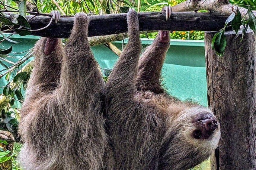 Day Trip from San Jose to Sloths & other wildlife Rescue Center 2