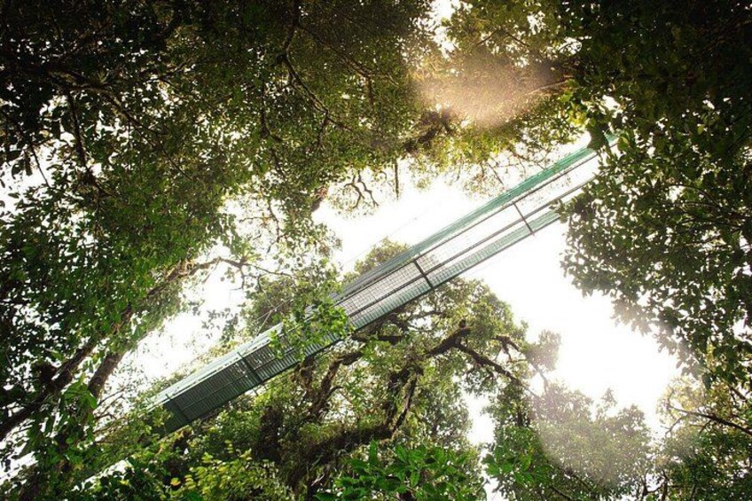 Sky Walk Tour in Monteverde 3