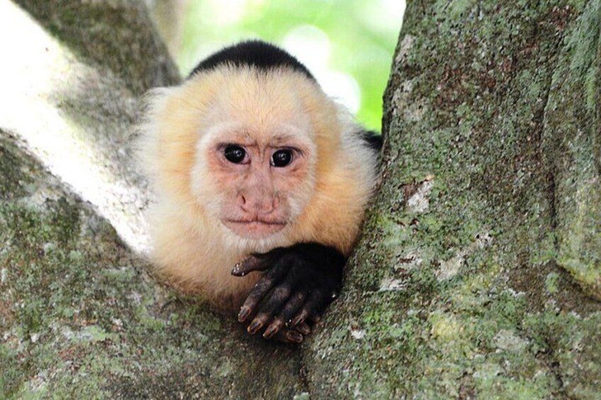 Monkeys Observation Tour 5