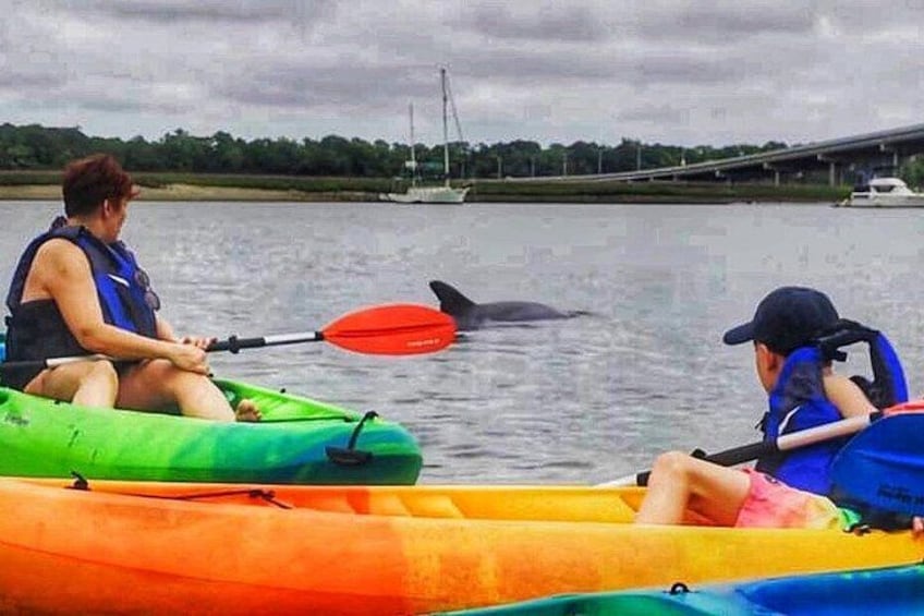 Dolphin Sightings 2