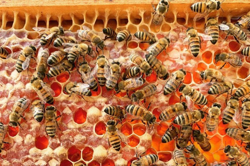 Grand Cayman Beekeeping Experience – Hands-On Hive Tour 5