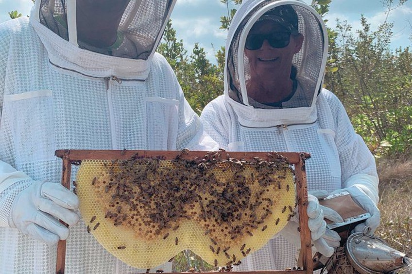 Grand Cayman Beekeeping Experience – Hands-On Hive Tour 2