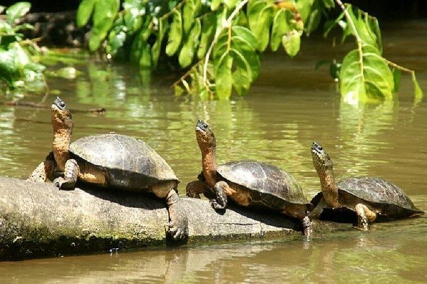 The Authentic Tortuguero National Park One Day Tour 4