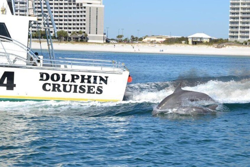 Alabama Gulf Coast Dolphin Cruise