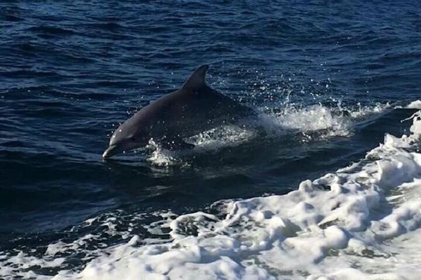 Alabama Gulf Coast Dolphin Cruise 2