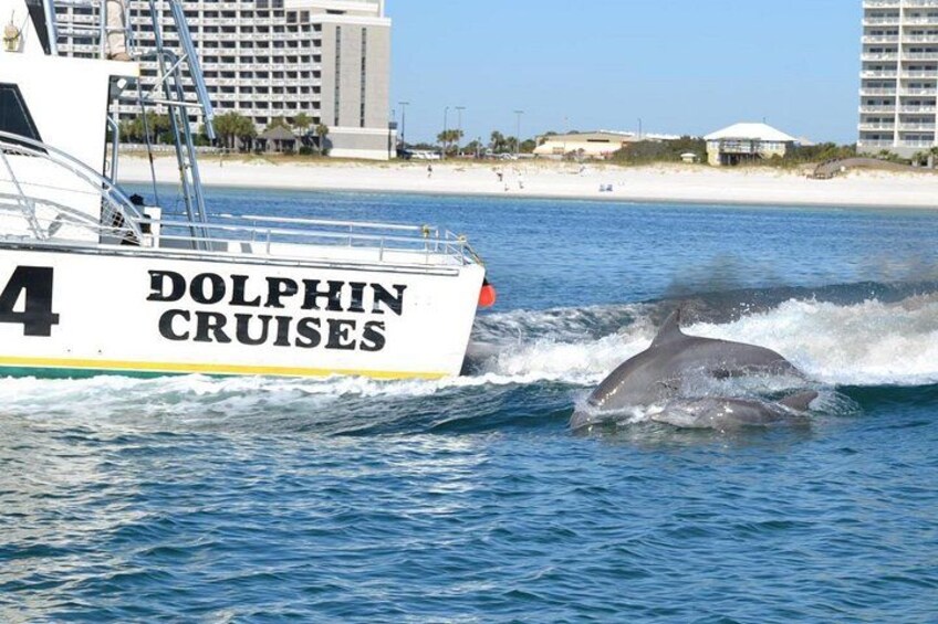 Alabama Gulf Coast Dolphin Cruise 3