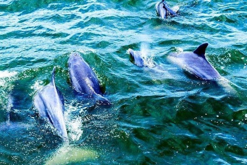 Alabama Gulf Coast Dolphin Cruise 3