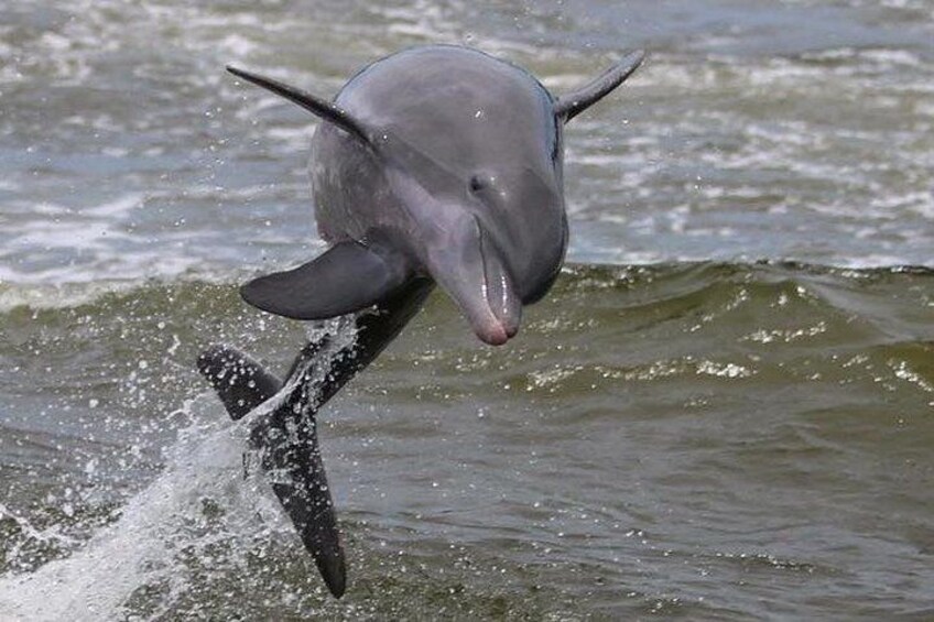 Experience Dolphins in the Wild! 2