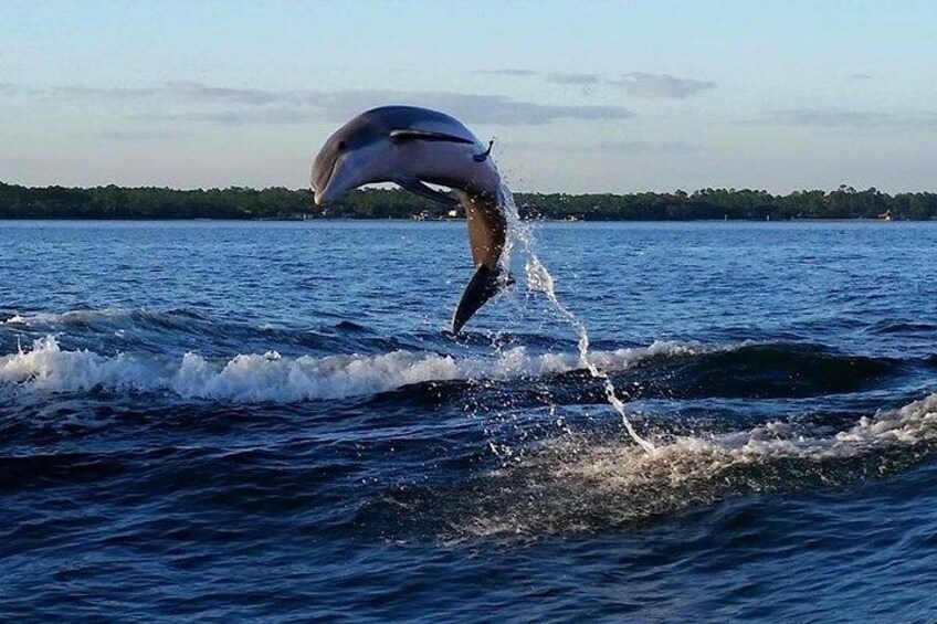Alabama Gulf Coast Dolphin Cruise 1
