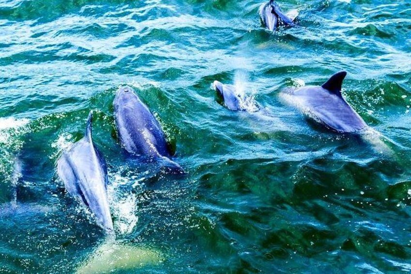 Alabama Gulf Coast Dolphin Cruise 4