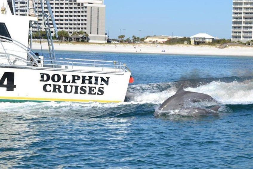 Alabama Gulf Coast Dolphin Cruise 2