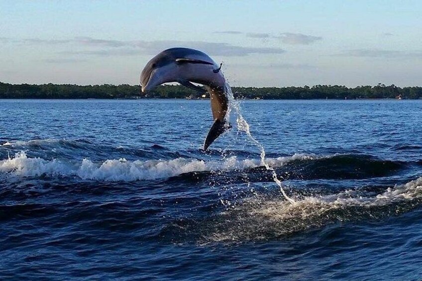 Alabama Gulf Coast Dolphin Cruise 1