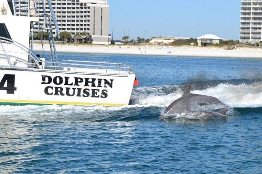 Alabama Gulf Coast Dolphin Cruise 3
